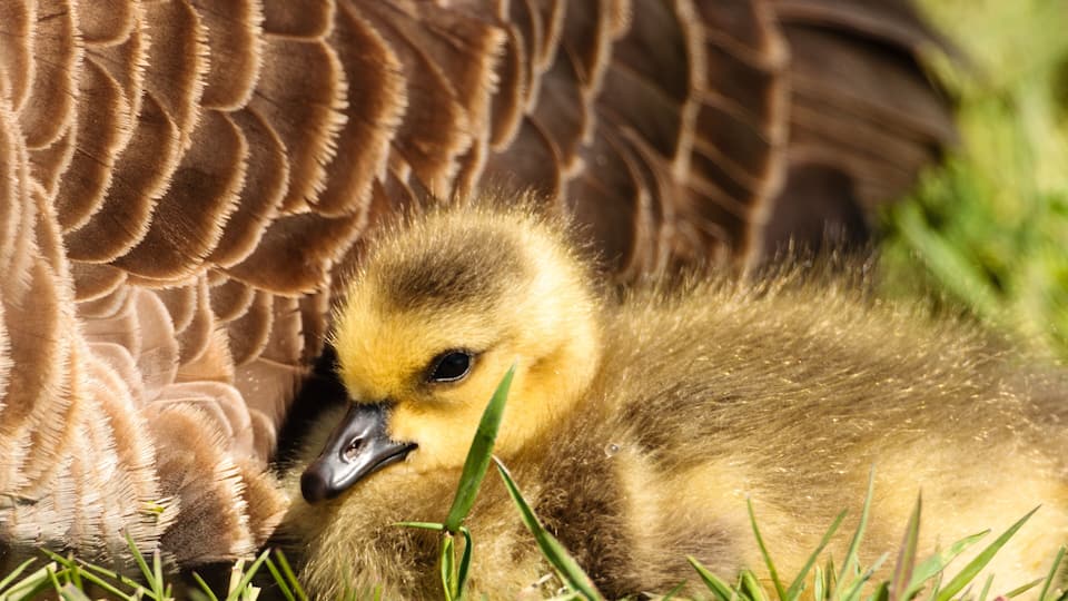 A duckling nestled in grass.