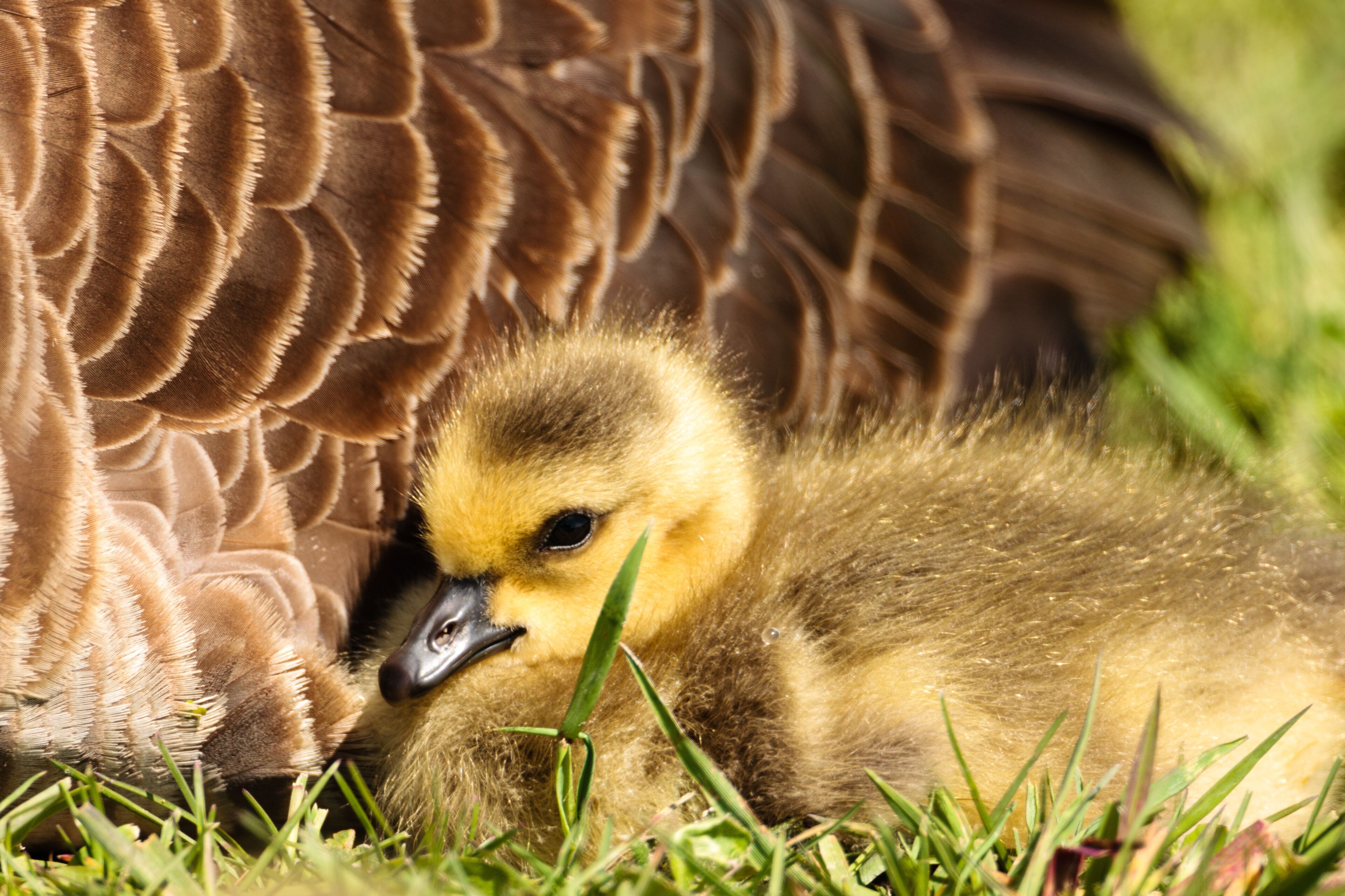 A duckling nestled in grass with its mother.