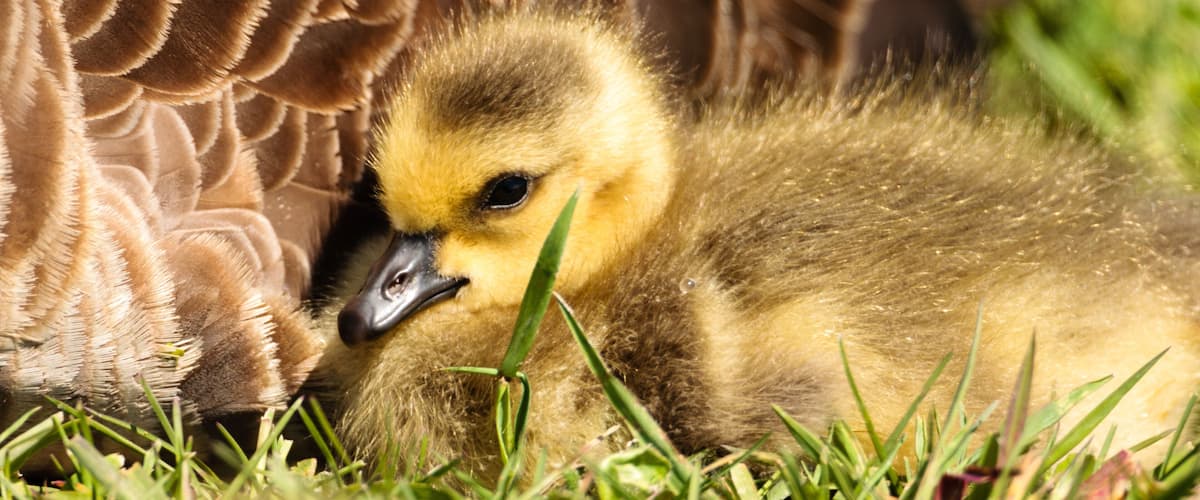 A duckling nestled in grass with its mother.
