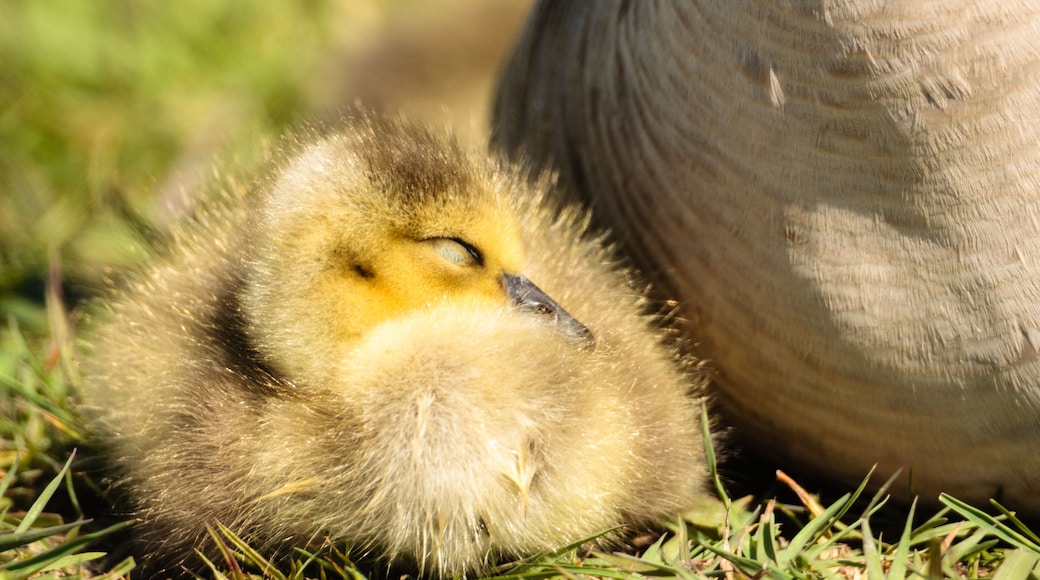 A recently hatched young Canada goose gosling rests in the morning sunshine alongside its mother in the Horicon National Wildlife Refuge, Wisconsin.