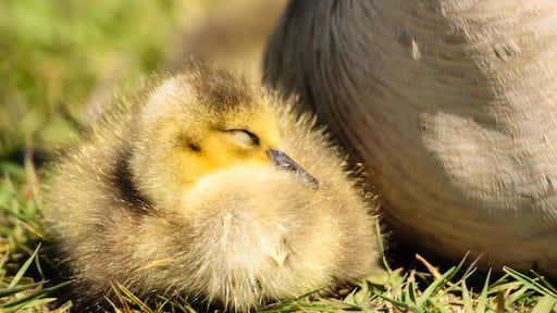 A recently hatched young Canada goose gosling rests in the morning sunshine alongside its mother in the Horicon National Wildlife Refuge, Wisconsin.