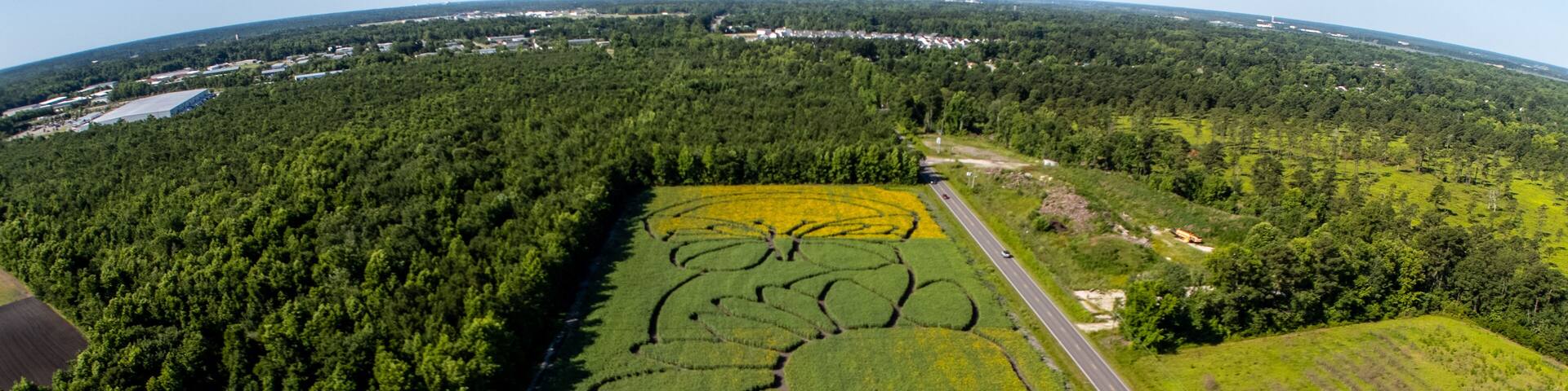 Aerial view of the sunflower maze. taken from 400 ft. location in Wilmington NC