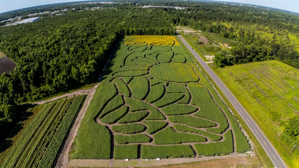 An aerial view of a large agricultural field with distinct crop patterns, a road, and surrounding forested areas.