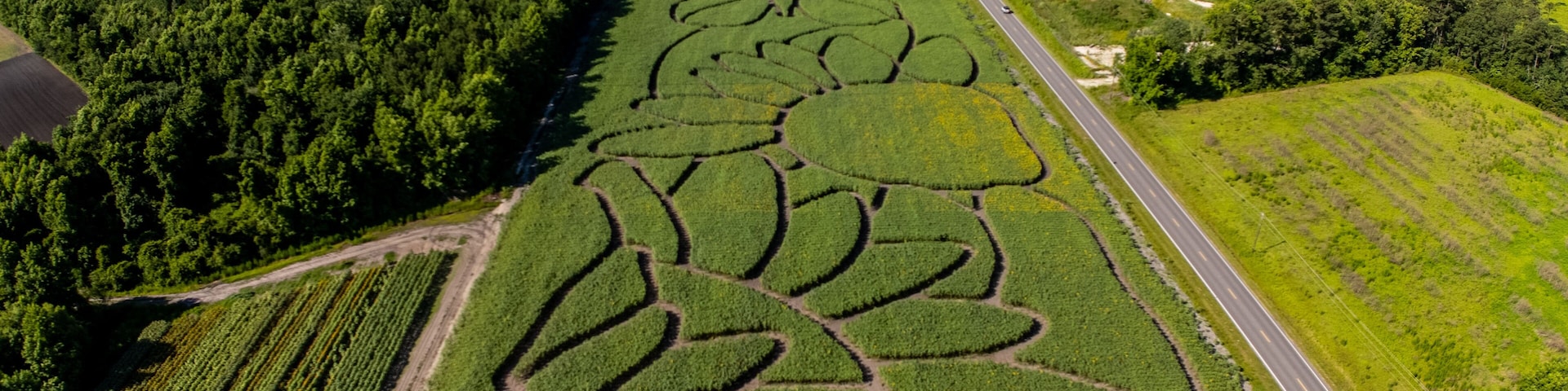 Aerial view of the sunflower maze. taken from 400 ft. location in Wilmington NC
