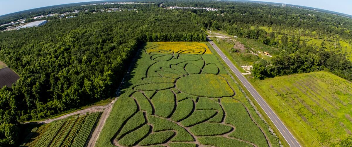 An aerial view of a large agricultural field with distinct crop patterns, a road, and surrounding forested areas.