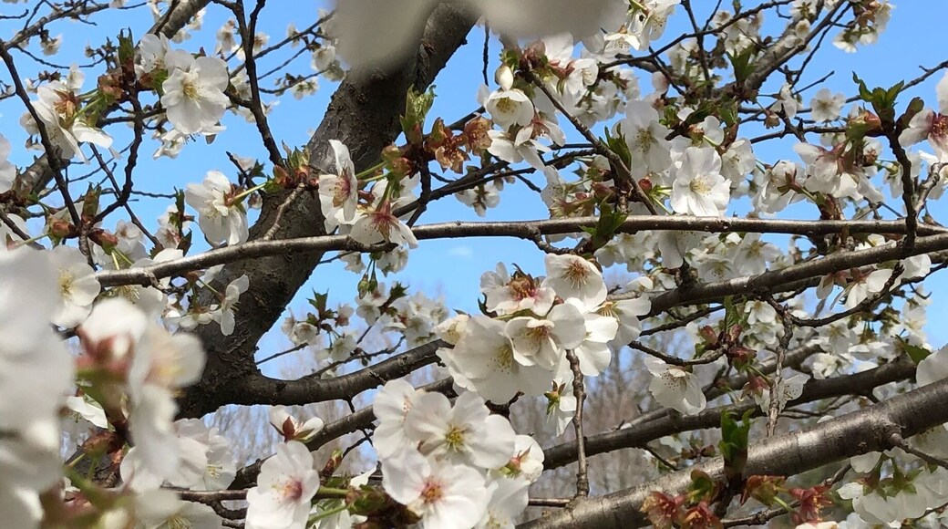 Very peaceful site. Nice tribute especially when the trees are in bloom.