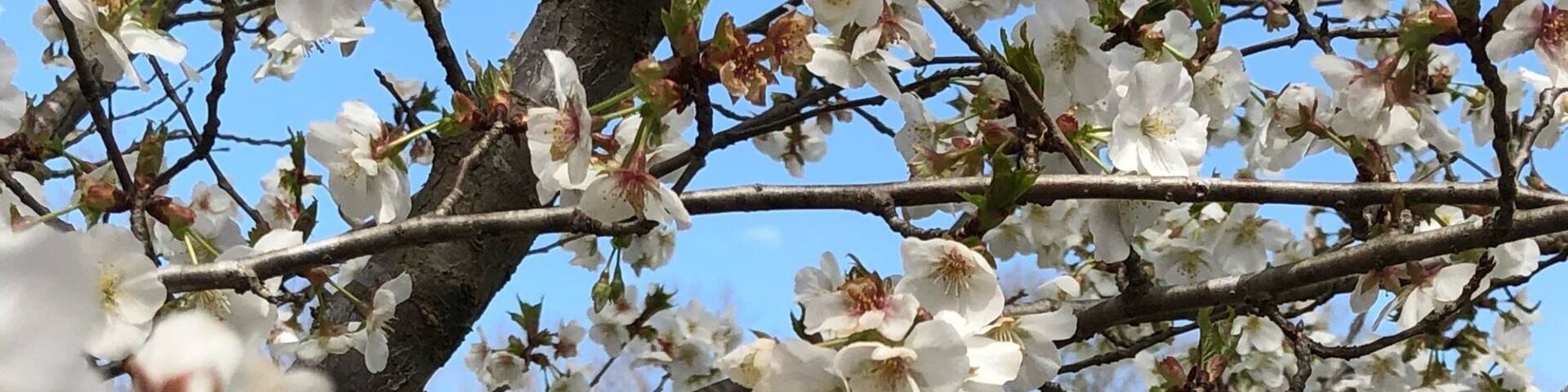 Very peaceful site. Nice tribute especially when the trees are in bloom.