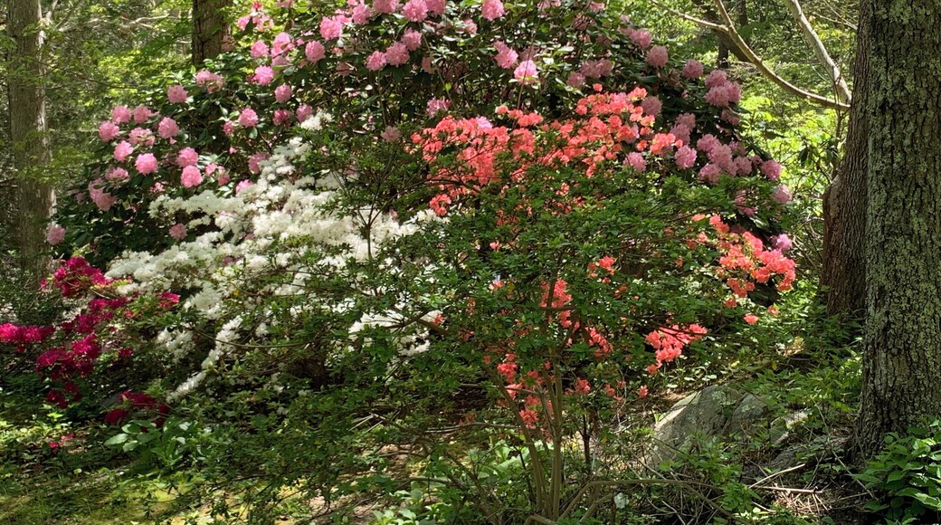 Spout Gardens is a private but open to the public garden in Woods Hole, MA. Mid-spring is a wonderful time to visit with the azaleas in full bloom. It also includes collections of antique millstones and ship anchors scattered about an easy walking site. Best of all, it’s free but does accept donations.