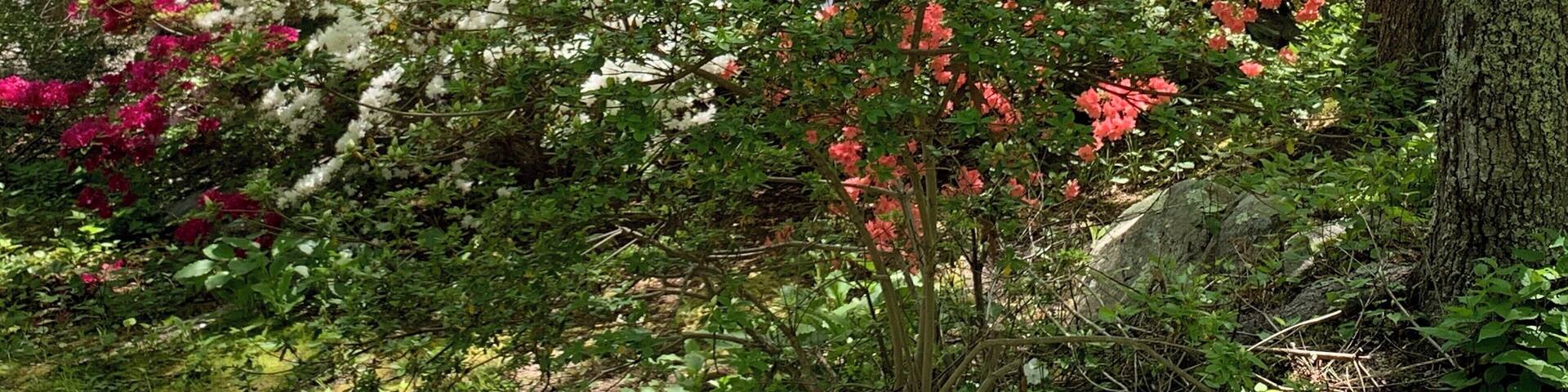 Spout Gardens is a private but open to the public garden in Woods Hole, MA. Mid-spring is a wonderful time to visit with the azaleas in full bloom. It also includes collections of antique millstones and ship anchors scattered about an easy walking site. Best of all, it’s free but does accept donations.
