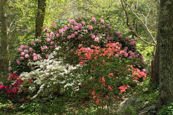 Spout Gardens is a private but open to the public garden in Woods Hole, MA. Mid-spring is a wonderful time to visit with the azaleas in full bloom. It also includes collections of antique millstones and ship anchors scattered about an easy walking site. Best of all, it’s free but does accept donations.