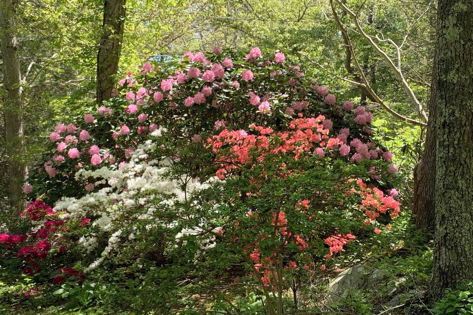 Un bosc dens amb una varietat d'arbres florejants, incloent flors rosades, blanques i vermelles.