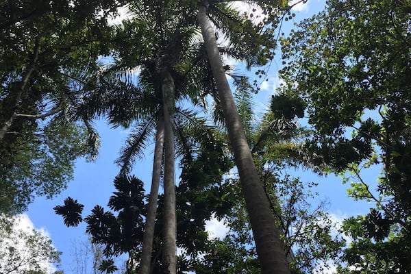 While hiking some of the trails at the Bosque de Guajataca in Isabela Puerto Rico, came across these majestic royal palm trees - breathtaking.