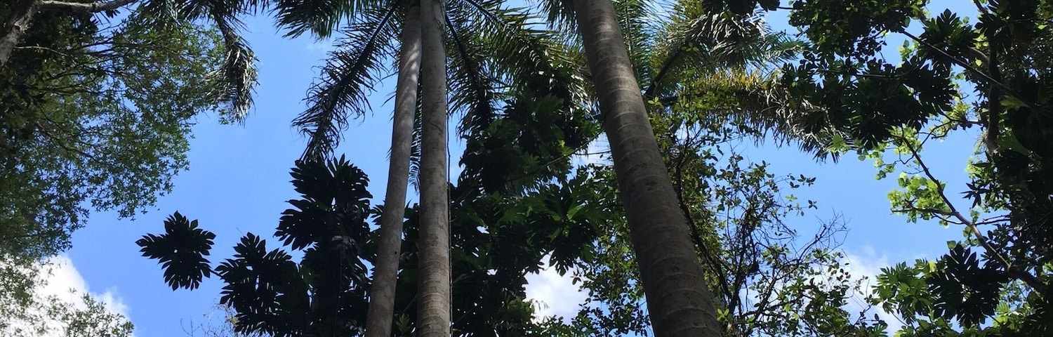 While hiking some of the trails at the Bosque de Guajataca in Isabela Puerto Rico, came across these majestic royal palm trees - breathtaking.