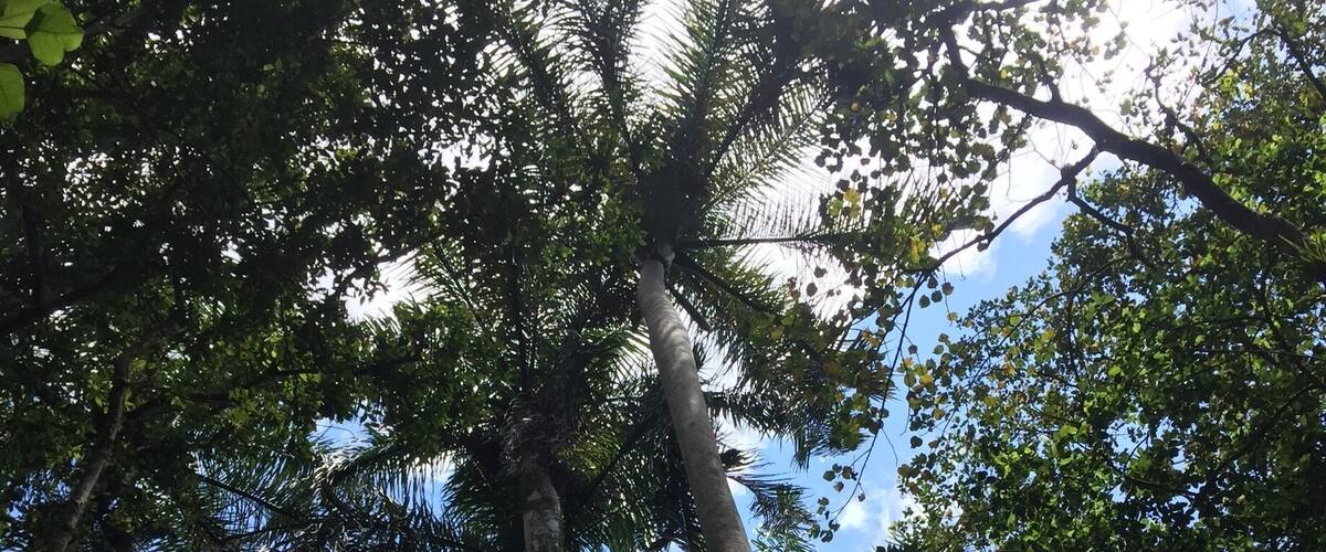 Tall trees with dense foliage against a clear blue sky.