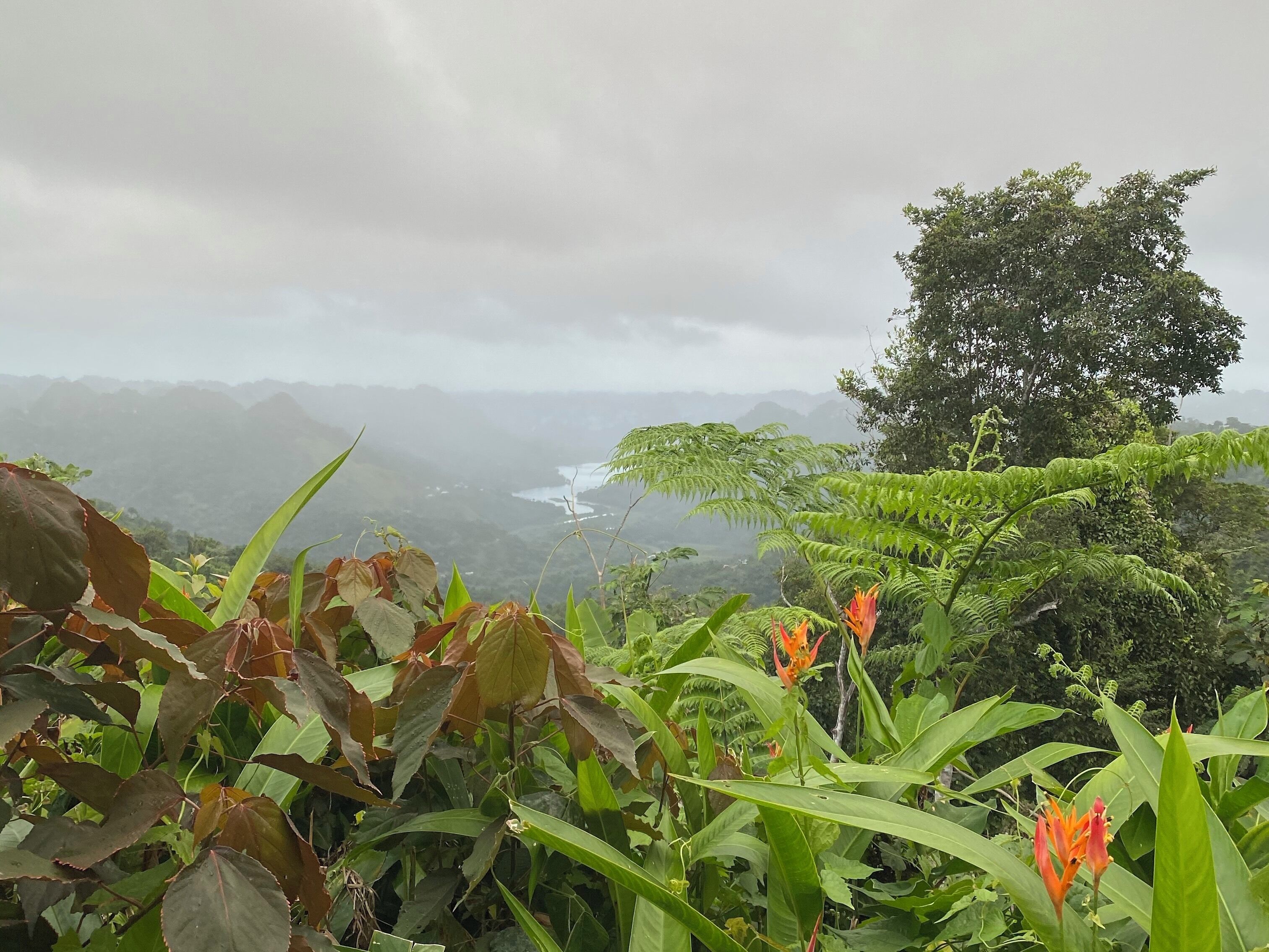 Love the rainforest flowers
