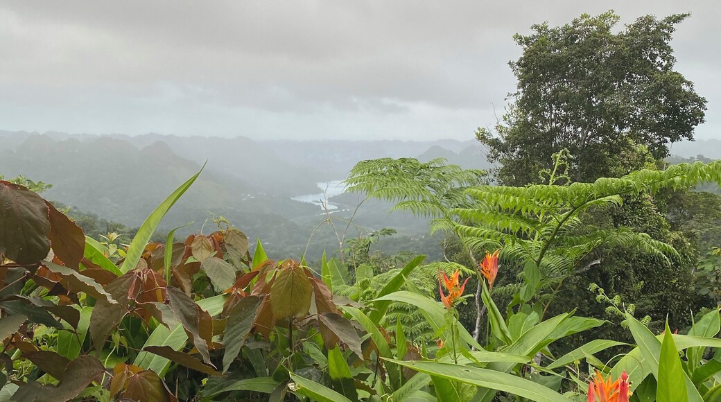 Love the rainforest flowers