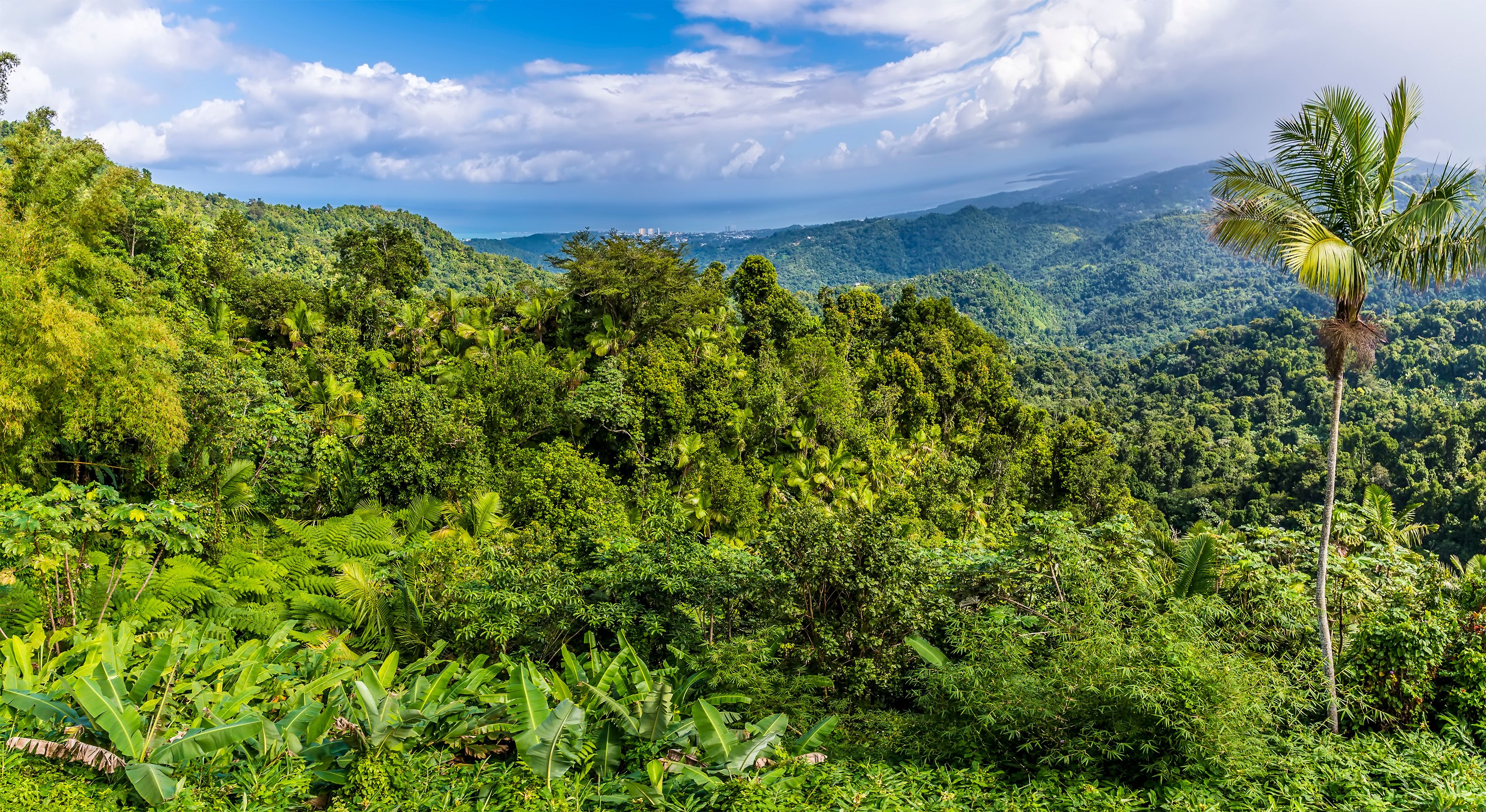 A lush green landscape with dense vegetation, a palm tree, and distant mountains under a partly cloudy sky.