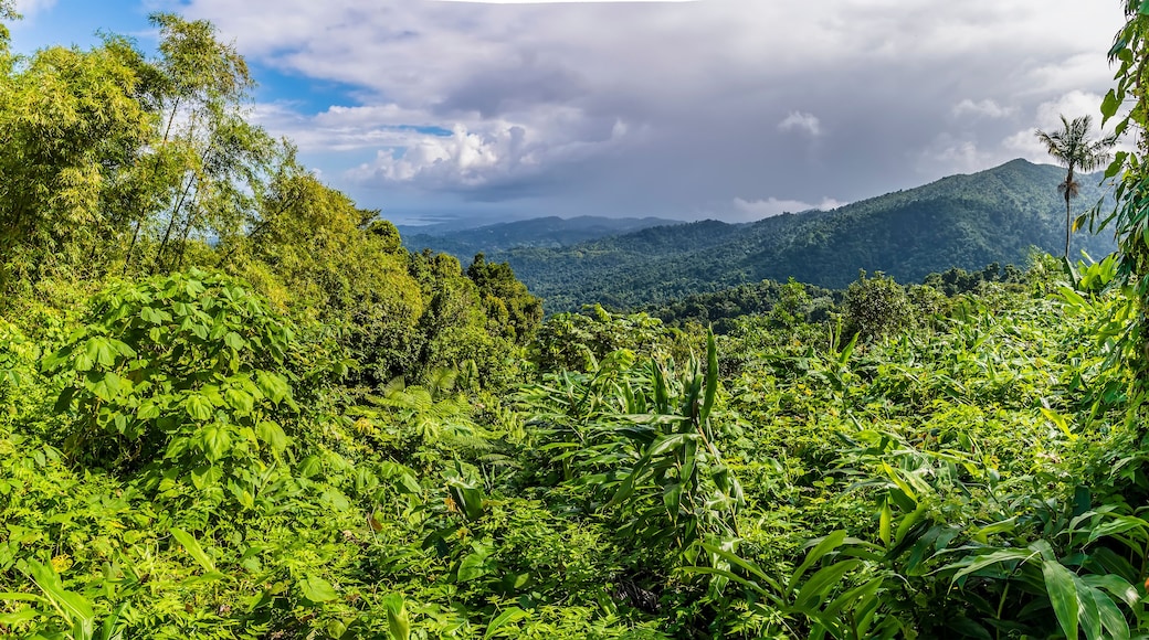 A lush green landscape with dense foliage, a mountain range in the distance, and a partly cloudy sky.