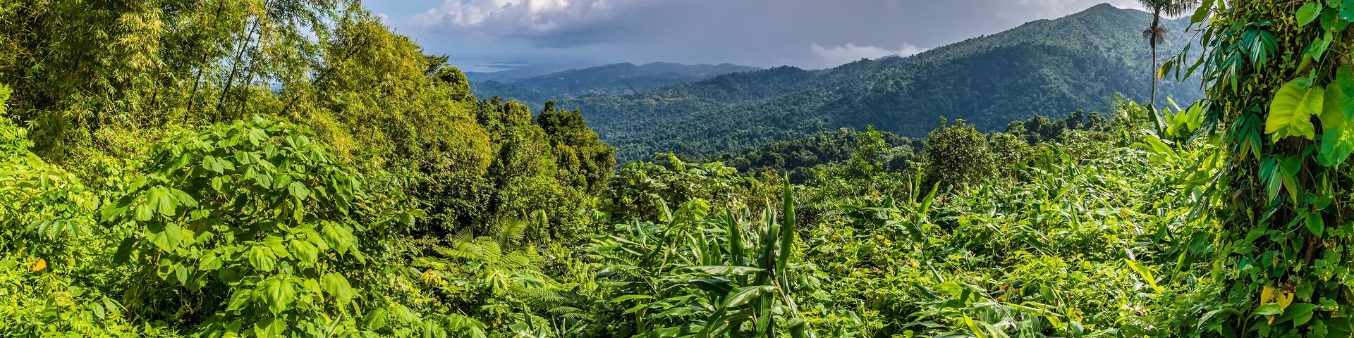 Un paisaje verde exuberante con follaje denso, una cadena montañosa en la distancia y un cielo parcialmente nublado.