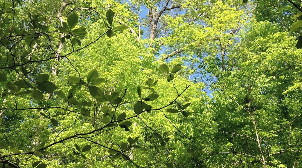 My favorite Cary spot for walking. The preserve has several beautiful trails. You're right in the middle of Cary, but you feel completely secluded.