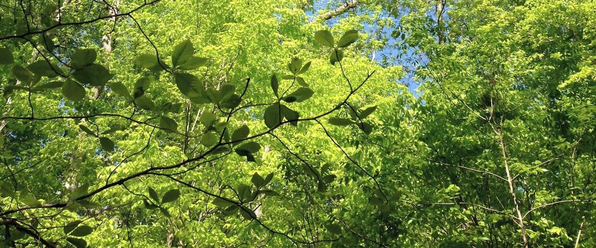 My favorite Cary spot for walking. The preserve has several beautiful trails. You're right in the middle of Cary, but you feel completely secluded.