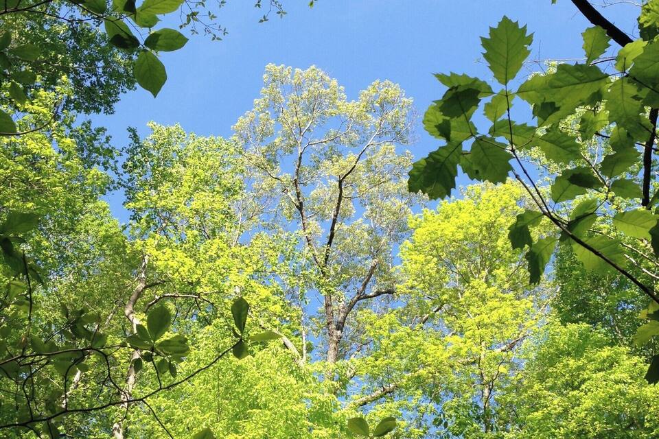 Un bosque frondoso con follaje verde y un cielo azul despejado.