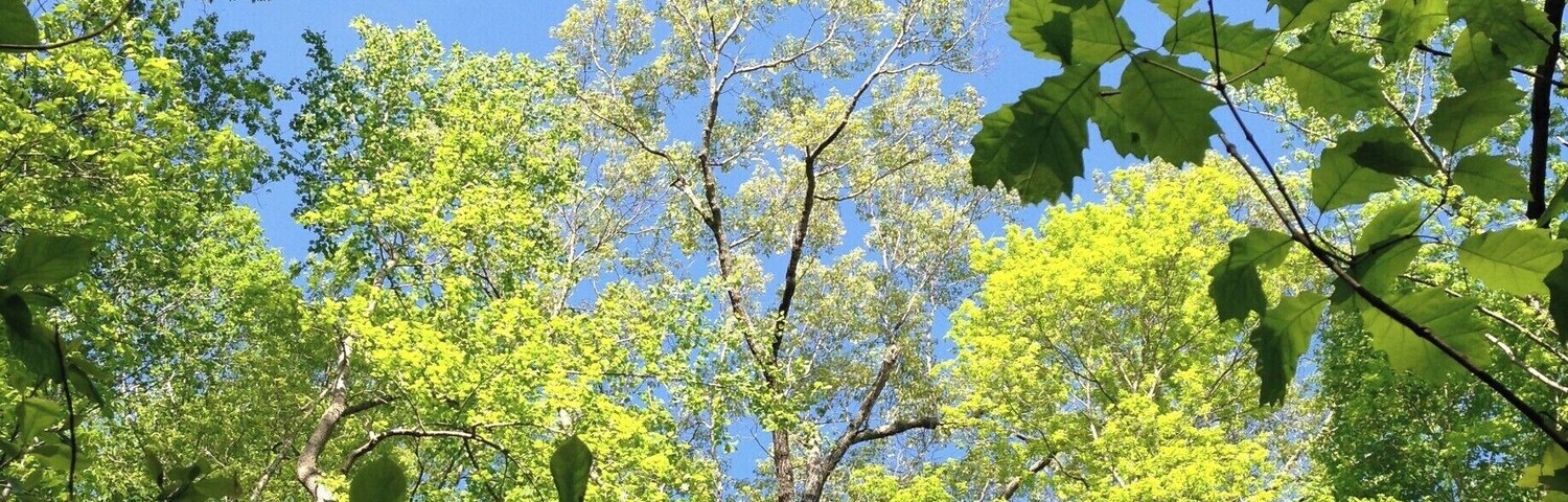 My favorite Cary spot for walking. The preserve has several beautiful trails. You're right in the middle of Cary, but you feel completely secluded.