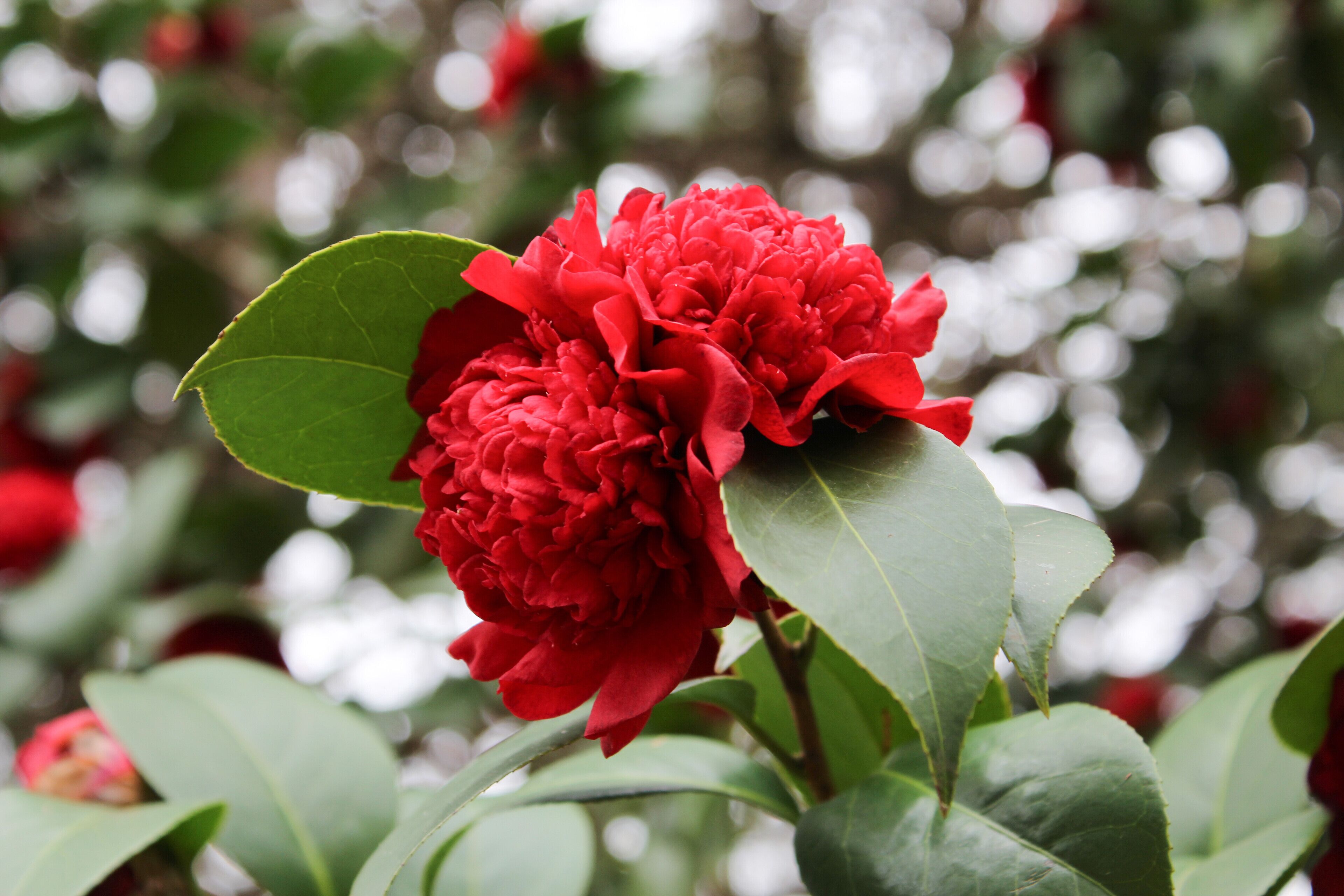 japanese camellia flowers 🌺