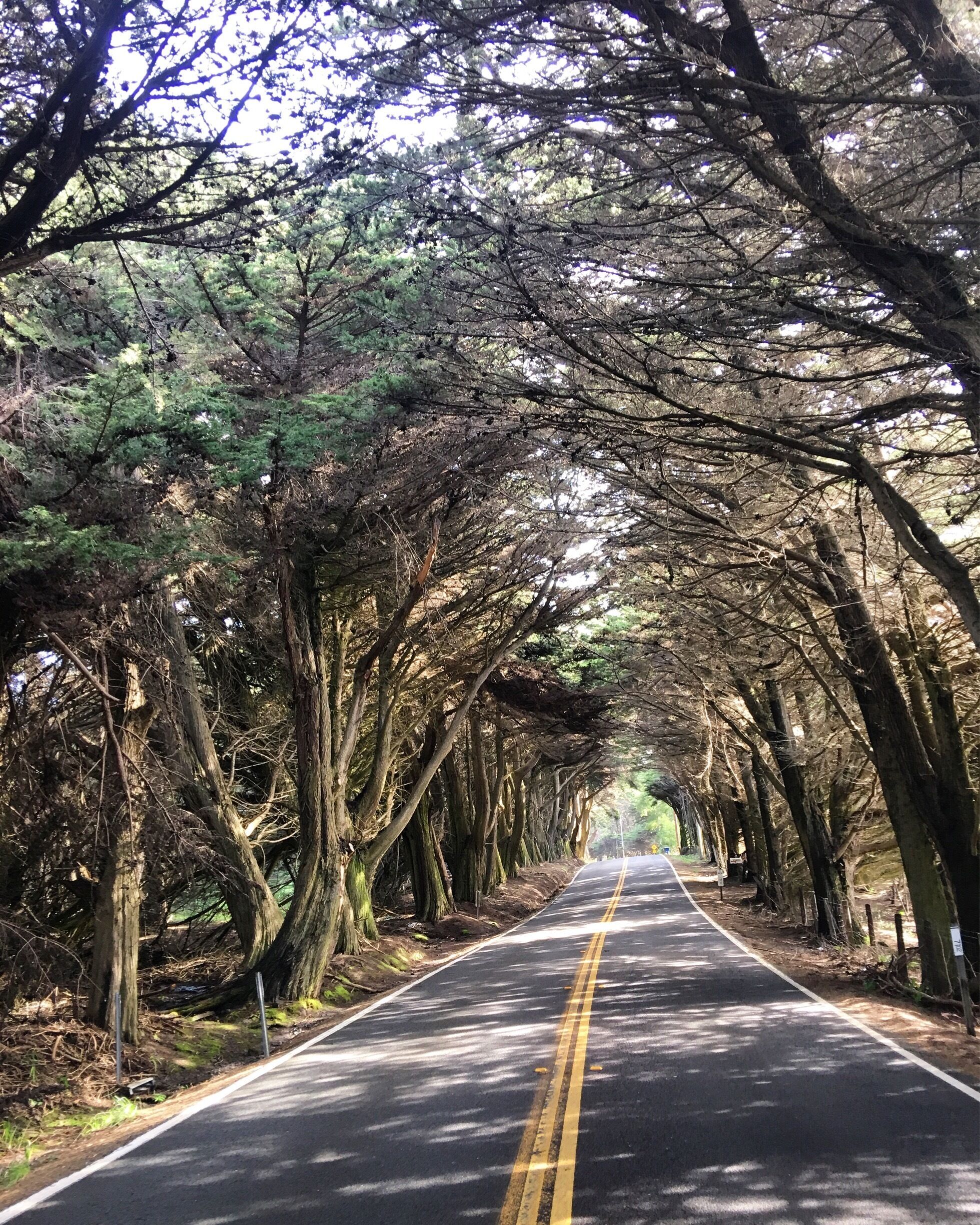 Driving through a natural tree tunnel. #Patterns