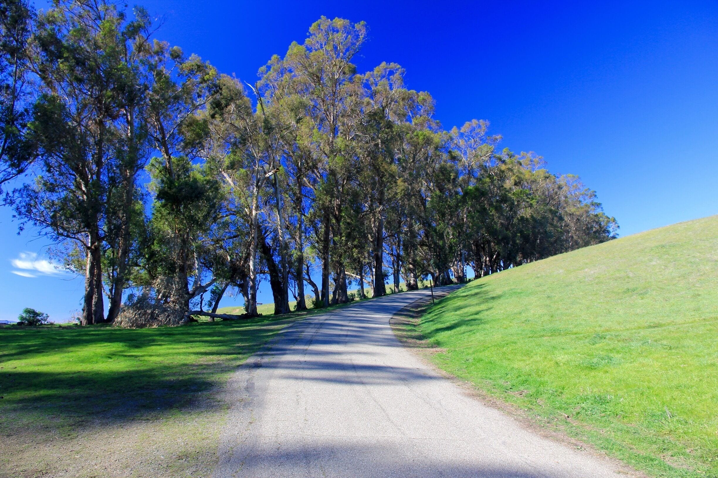 A rural road flanked by tall eucalyptus trees under a clear blue sky.