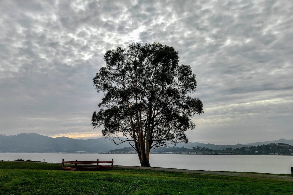 A solitary tree by a lake with a bench and mountains in the background.