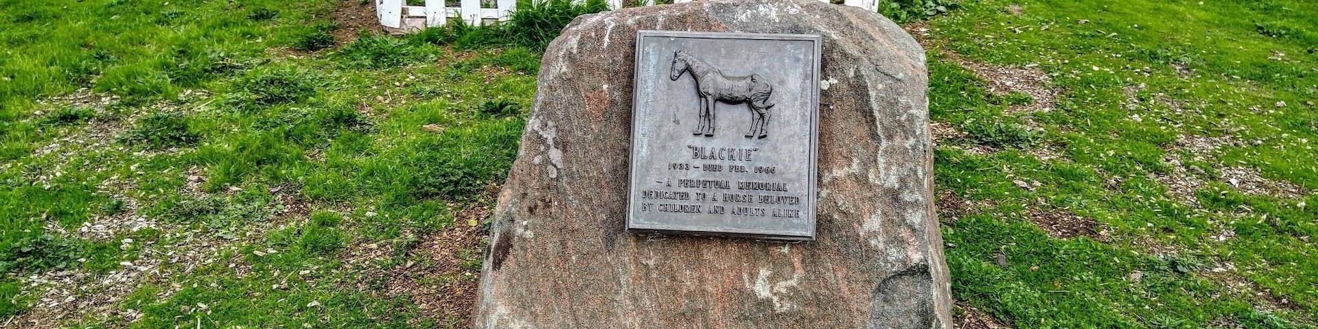 Blackie was a swaybacked horse who, for twenty-eight years, was a well-known fixture in Tiburon, California. He not only stood in the same spot in a pasture at the corner of Tiburon Boulevard and Trestle Glen Road, rarely moving, day after day, but he faced in the same direction, becoming the local mascot of several generations