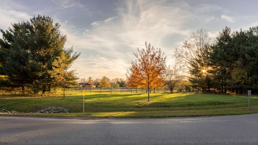 A small maple tree is the focal point in this landscape capture during Autumn. Unique formation of clouds in the background help to highlight the scene. This capture was taken in Findlay, OH.