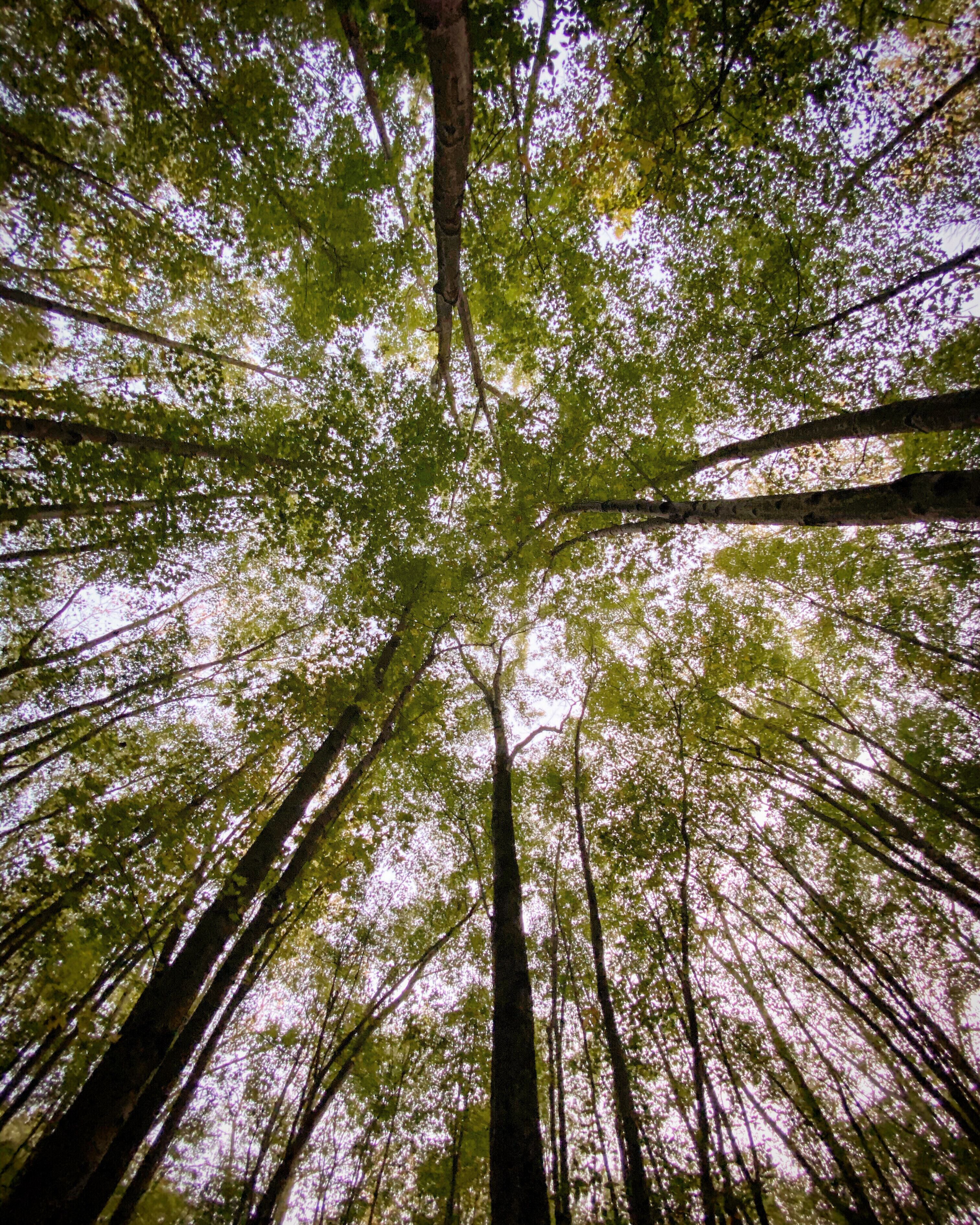 This natural area, located on the #SanduskyStateScenicRiver near #TiffinOhio, was originally acquired as a #ScenicRiver area. In addition to the large wooded riverine corridor, with an excellent floodplain community containing large #oaks, #sycamore, #ash, #tulip and #cottonwoods, the area also has an impressive amount of relief.
