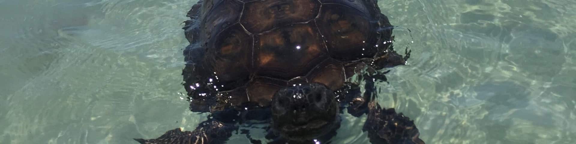 At the inlet in Ft Pierce. We saw this guy walking along the beach for a while, and then he decided to swim out. Didn't know tortoises could
swim. Beautiful place to anchor and explore between the jetty on one side and the state park on the other. We also took the boat back in the small islands and had dolphin swimming around us! #wanderlust.