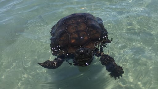 At the inlet in Ft Pierce. We saw this guy walking along the beach for a while, and then he decided to swim out. Didn't know tortoises could
swim. Beautiful place to anchor and explore between the jetty on one side and the state park on the other. We also took the boat back in the small islands and had dolphin swimming around us! #wanderlust.