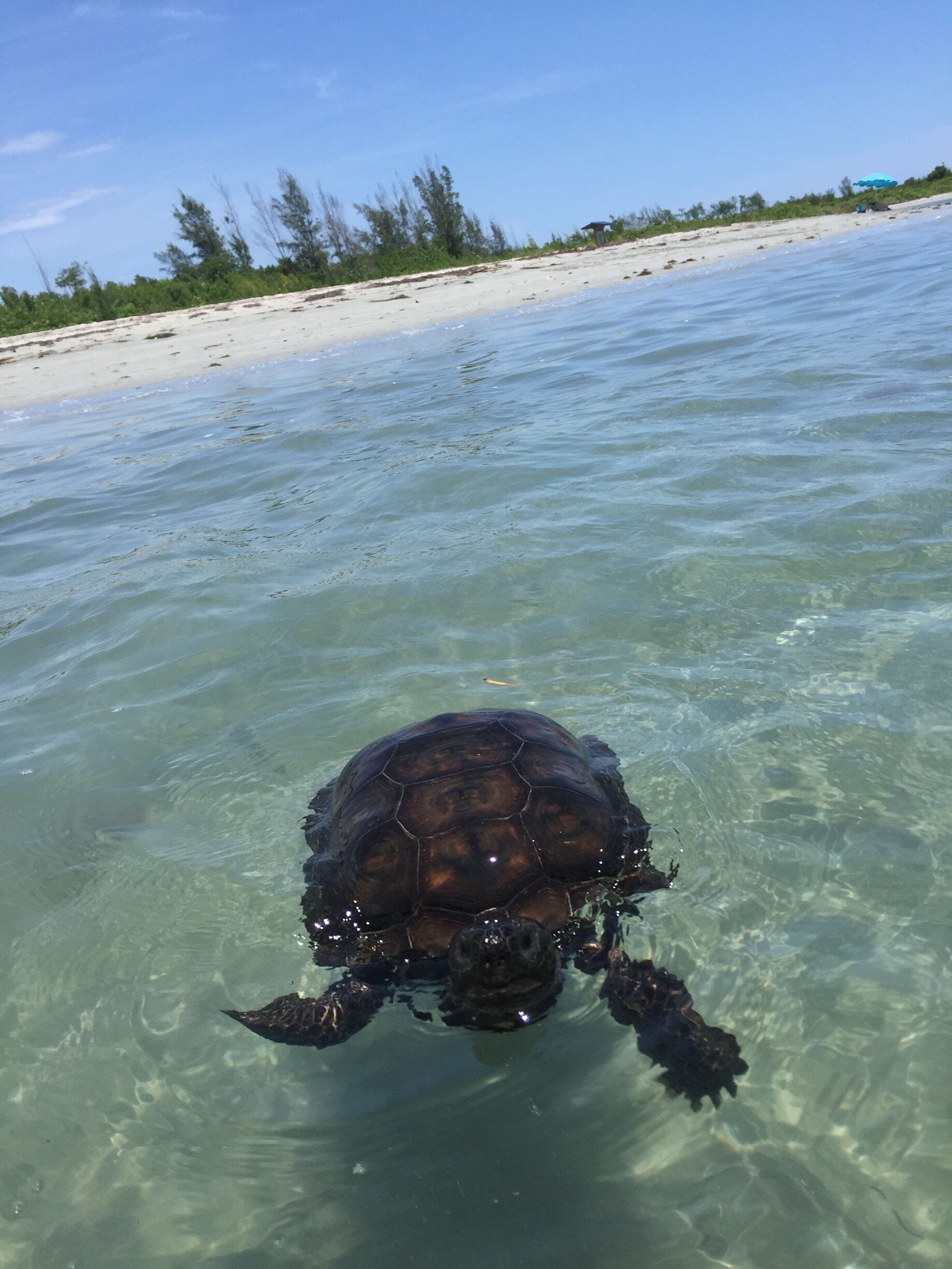 A turtle swimming in clear shallow water with a sandy beach and trees in the background.