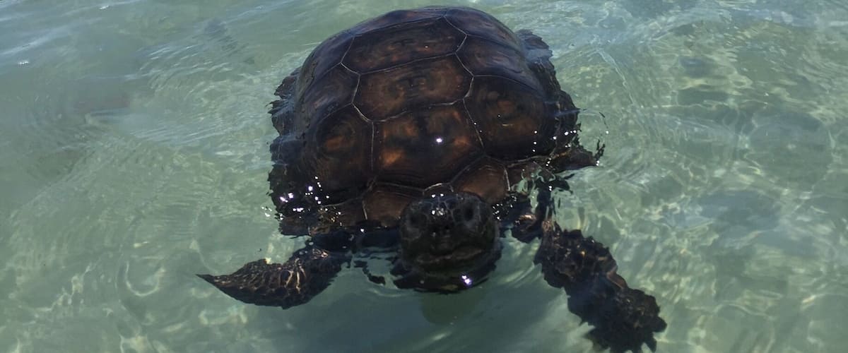 A turtle swimming in clear shallow water with a sandy beach and trees in the background.
