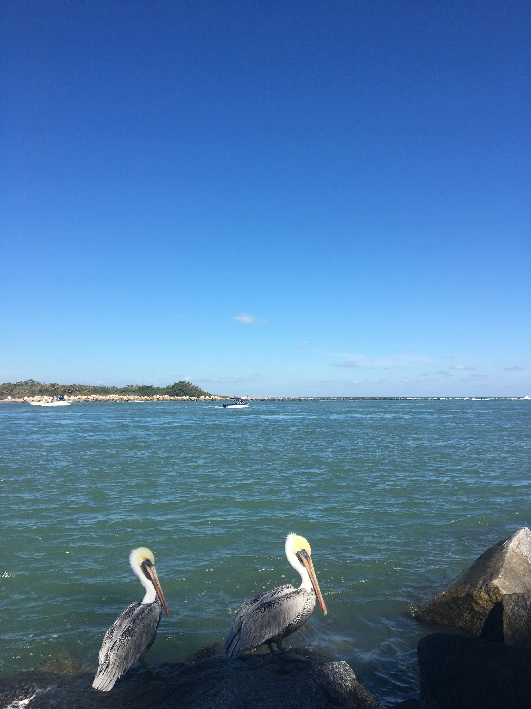 Two pelicans on rocks by a calm sea with a clear sky.
