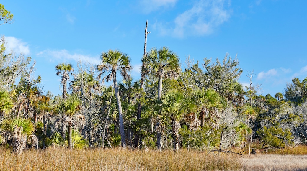 Palm trees and marsh near a hiking trail in Econfina River State Park, located along the Gulf Coast of northern Florida