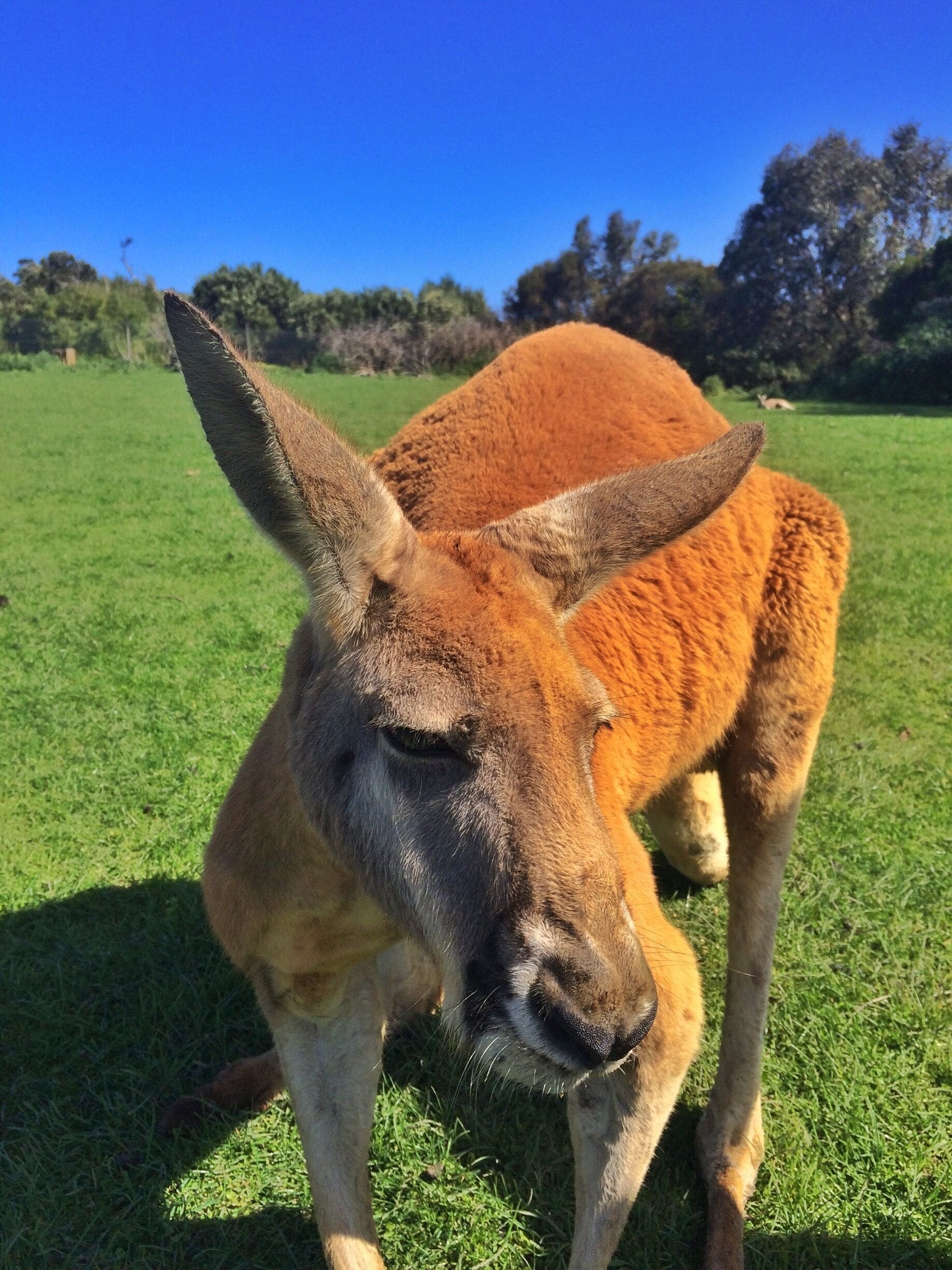 I took a couple of friends to Phillip Island  as they'd never been before - one was from NZ and the other from the U.S.  We headed to the Nature Park and had the enjoyment of feeding this guy! He's the biggest we found there and a little daunting when you compare him to the little wallabies. Be prepared to be followed around by the emus too - they're also keen for a feed!