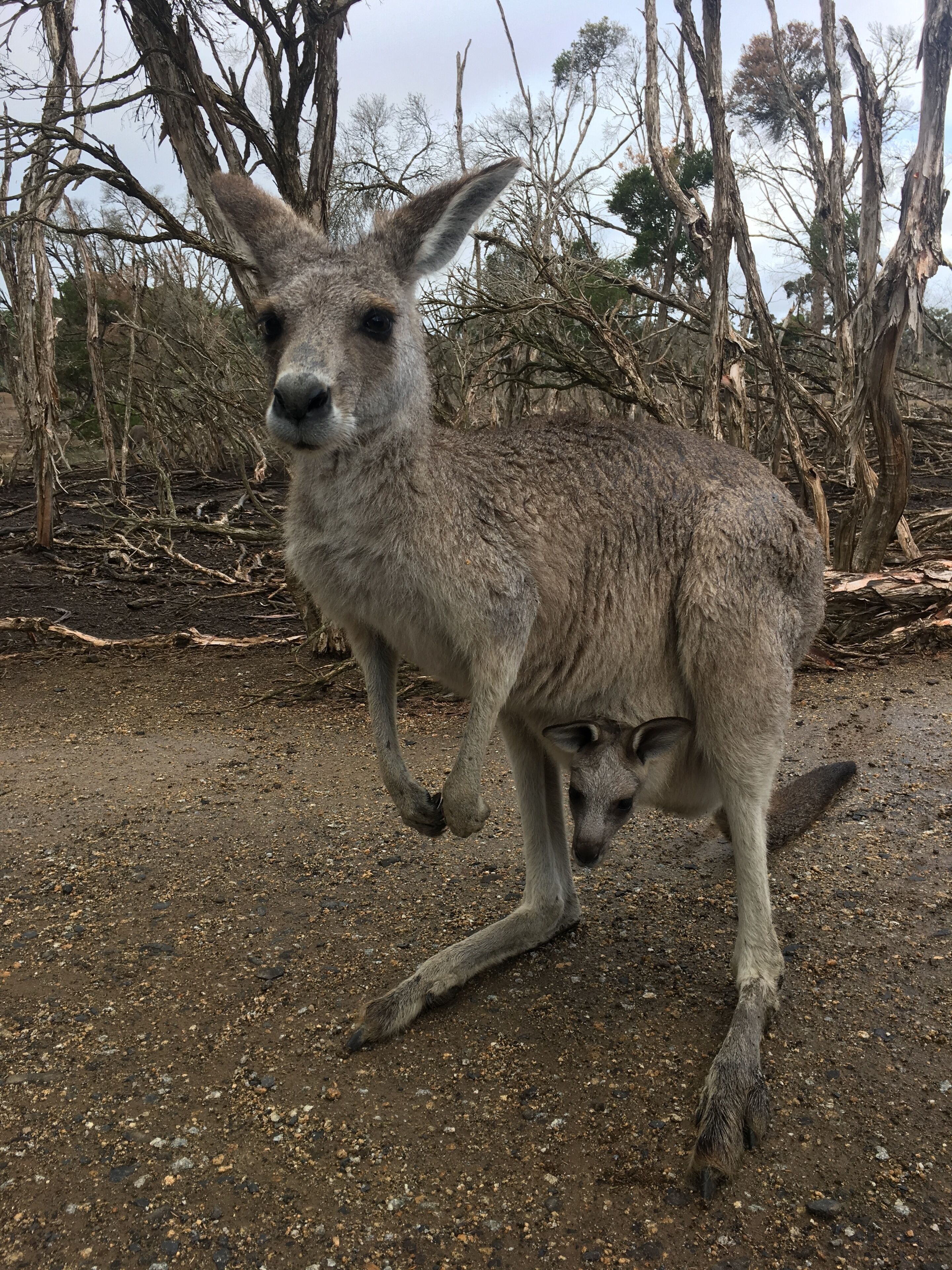 About an hour drive south of Melbourne, a wonderful wildlife reserve (not a zoo), where Kanagroos, Wallabies and all sorts of local animals roam free. Feeding them is an amazing experience.