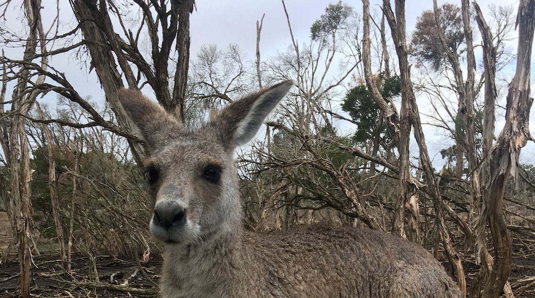 About an hour drive south of Melbourne, a wonderful wildlife reserve (not a zoo), where Kanagroos, Wallabies and all sorts of local animals roam free. Feeding them is an amazing experience.