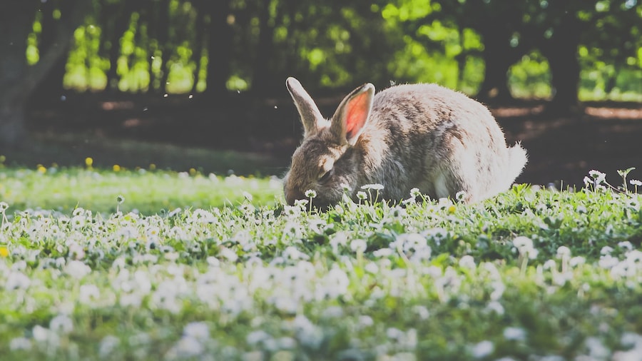 Parco Urbano Franco Agosto, Forlì, Italy