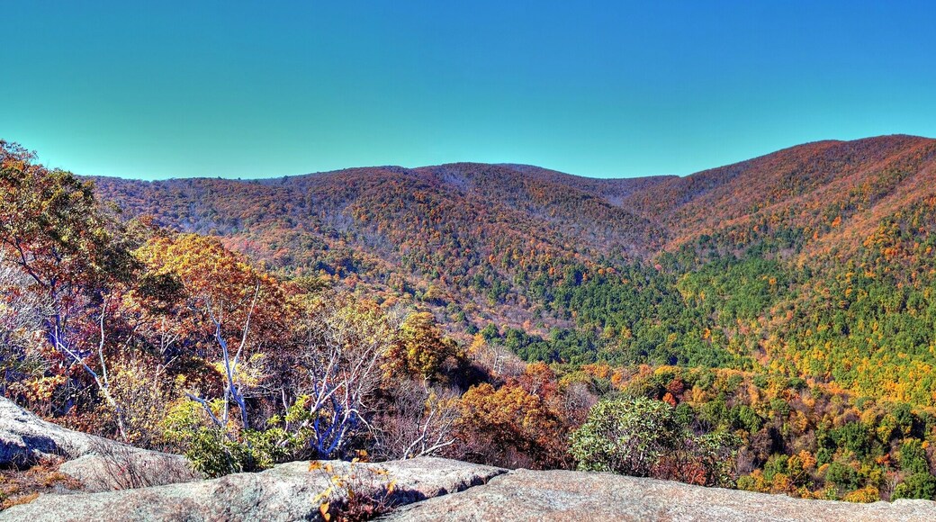 Trees - Bear Church Rock Trail, Shenandoah National Park, Virginia