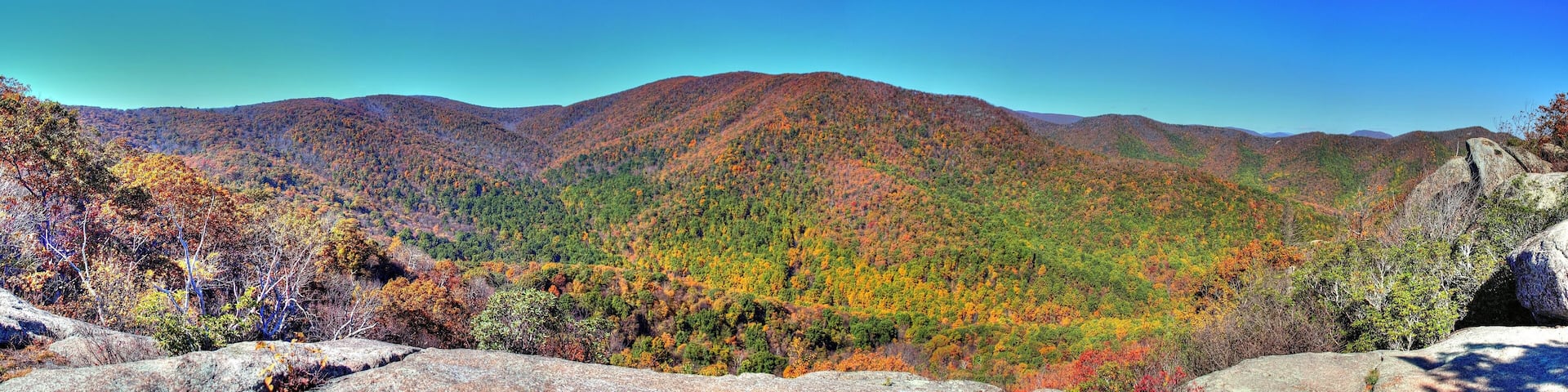 Trees - Bear Church Rock Trail, Shenandoah National Park, Virginia