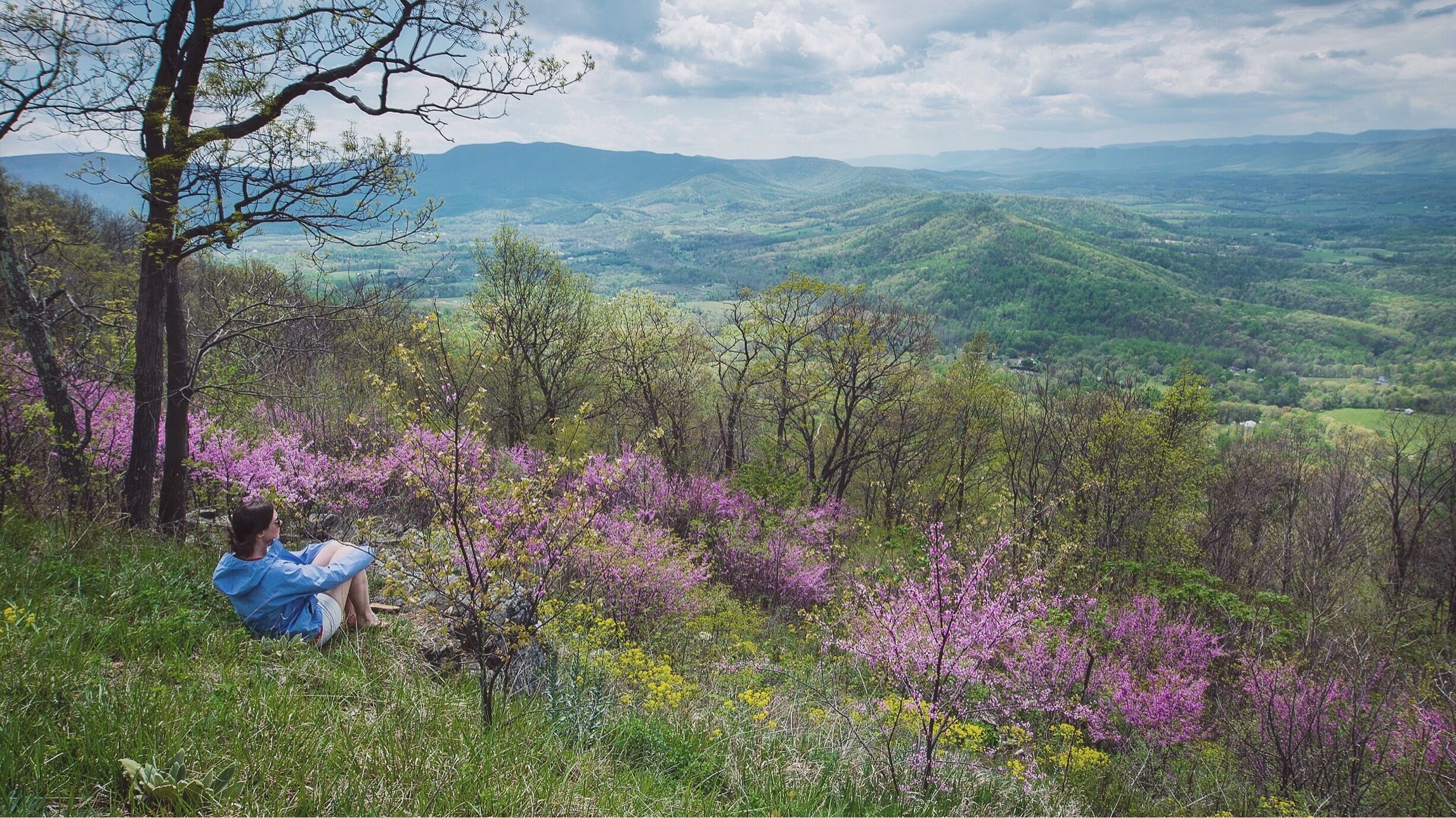 April is a great time to visit Shenandoah National Park along Skyline Drive! 