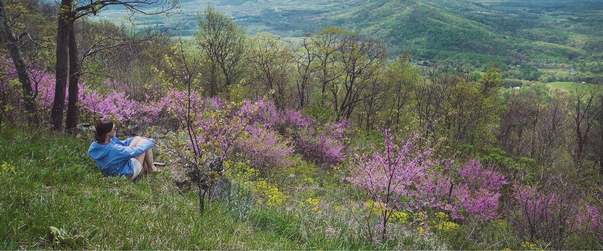 April is a great time to visit Shenandoah National Park along Skyline Drive!
