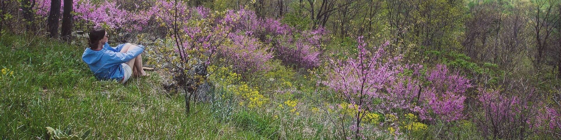 April is a great time to visit Shenandoah National Park along Skyline Drive!