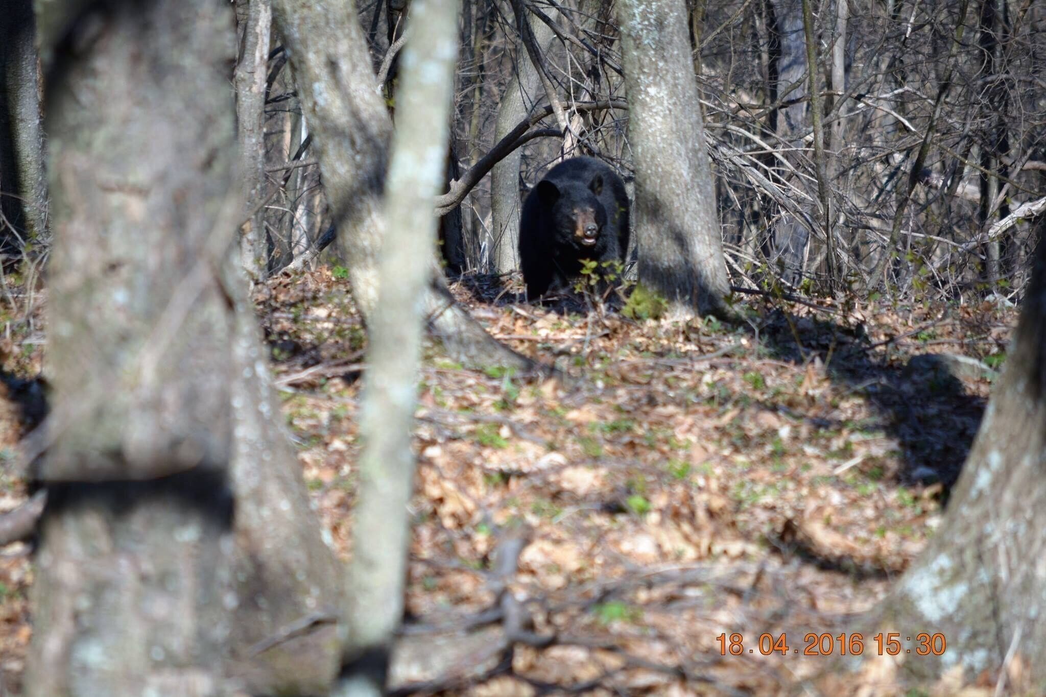 A bear in a forest with leaf-covered ground and bare trees.